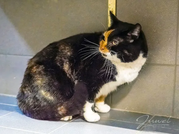 Kot do adopcji, Sopot, 1 marca 2024 (3/4)