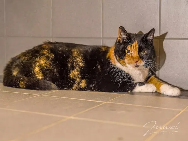 Kot do adopcji, Sopot, 1 marca 2024 (4/4)