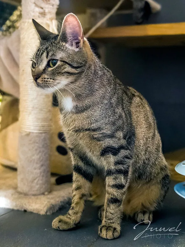 Kot do adopcji, Sopot, 1 marca 2024 (3/5)