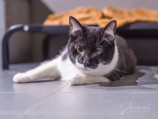 Kot do adopcji, Sopot, 1 marca 2024 (1/5)