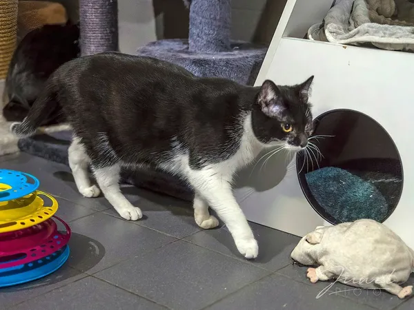 Kot do adopcji, Sopot, 1 marca 2024 (2/5)