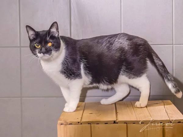 Kot do adopcji, Sopot, 1 marca 2024 (3/5)