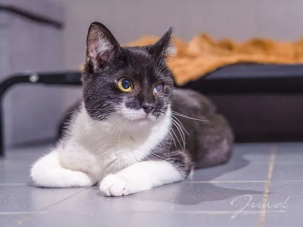 Kot do adopcji, Sopot, 1 marca 2024 (5/5)