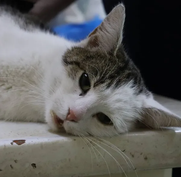 Znaleziono kota, Łódź, 1 marca 2024 (1/4)