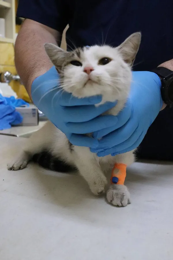 Znaleziono kota, Łódź, 1 marca 2024 (2/4)