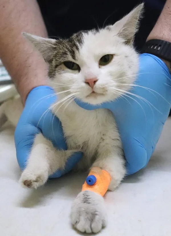 Znaleziono kota, Łódź, 1 marca 2024 (4/4)