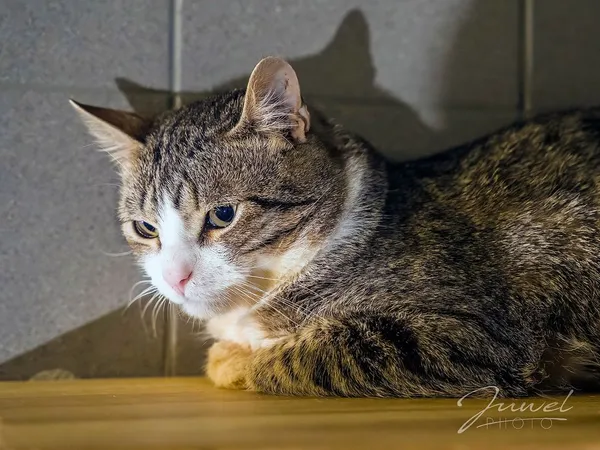 Kot do adopcji, Sopot, 1 marca 2024 (1/3)