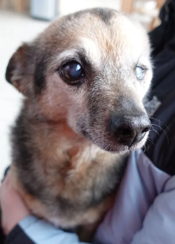 Znaleziono psa, Gdańsk, 1 marca 2024