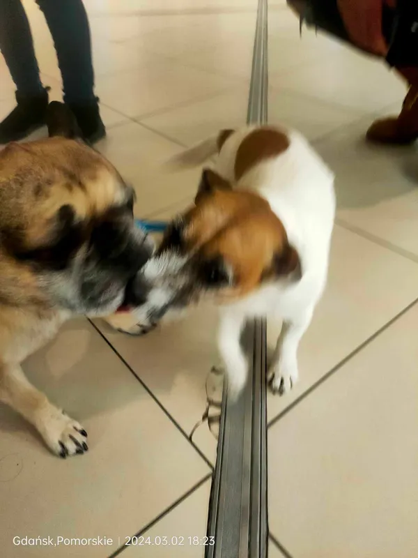Znaleziono psa, Gdańsk, Suchanino, 2 marca 2024 (1/2)