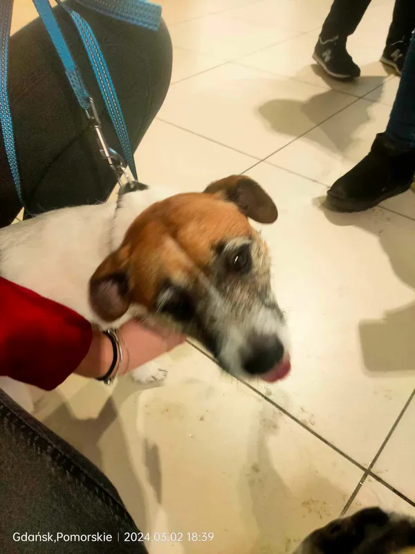 Znaleziono psa, Gdańsk, Suchanino, 2 marca 2024 (2/2)