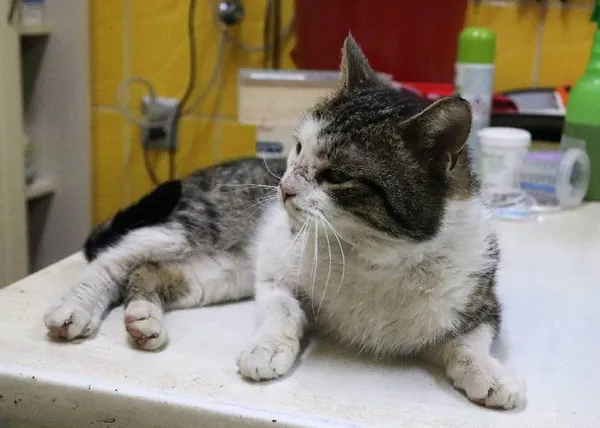 Znaleziono kota, Łódź, 2 marca 2024 (3/3)