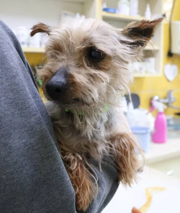 Znaleziono psa, Łódź, 2 marca 2024 (1/5)