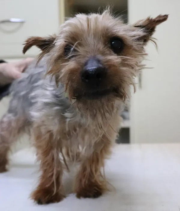 Znaleziono psa, Łódź, 2 marca 2024 (4/5)