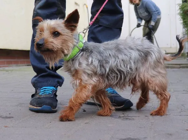 Znaleziono psa, Łódź, 2 marca 2024 (5/5)