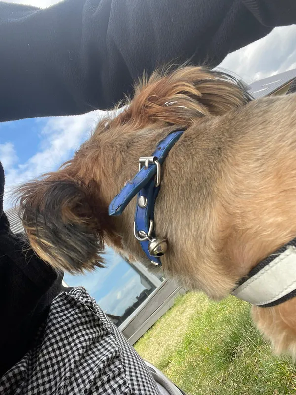 Znaleziono psa, Szczodre, 3 marca 2024 (1/2)