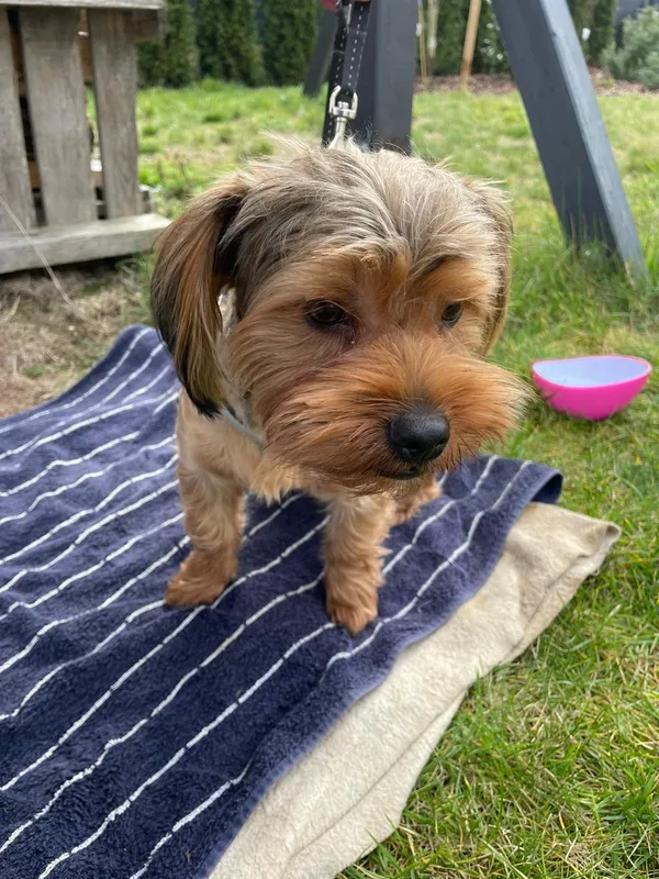 Znaleziono psa, Szczodre, 3 marca 2024 (2/2)