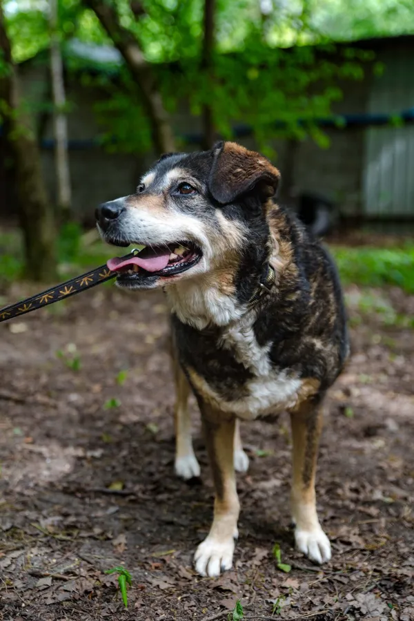 Pies do adopcji, Milanówek, 27 października 2024 (2/5)