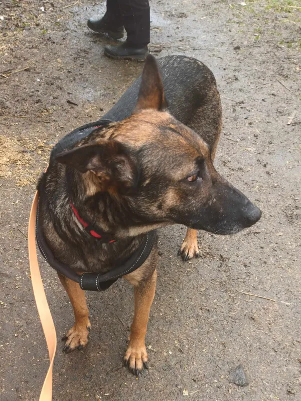 Pies do adopcji, Żywiec, 3 marca 2024 (2/5)