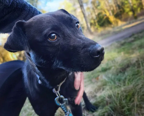 Pies do adopcji, Sosnowice, 15 lutego 2024 (2/3)