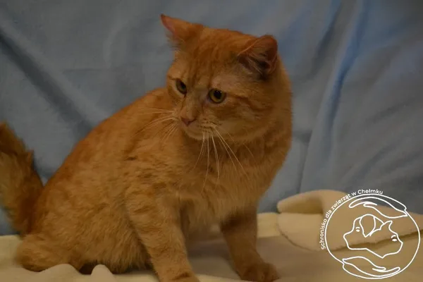 Kot do adopcji, Chełmek, 4 marca 2024