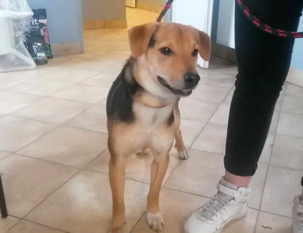 Znaleziono psa, Świdnica, 3 marca 2024