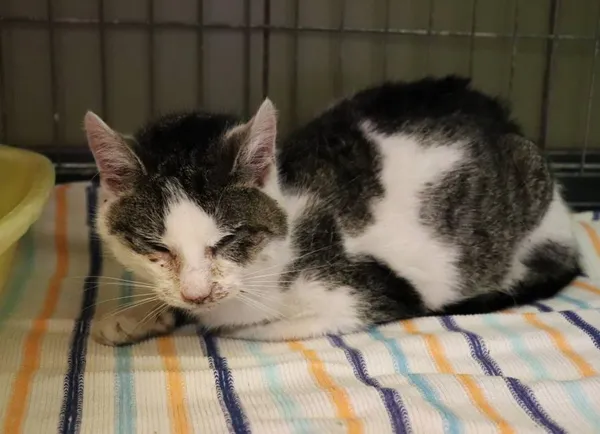 Znaleziono kota, Łódź, 3 marca 2024