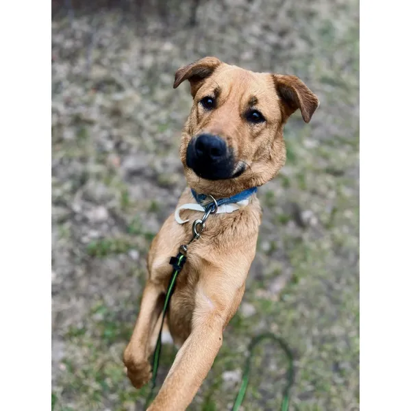 Znaleziono psa, Białystok, 15 lutego 2024 (1/4)