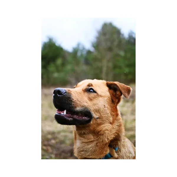 Znaleziono psa, Białystok, 15 lutego 2024 (4/4)