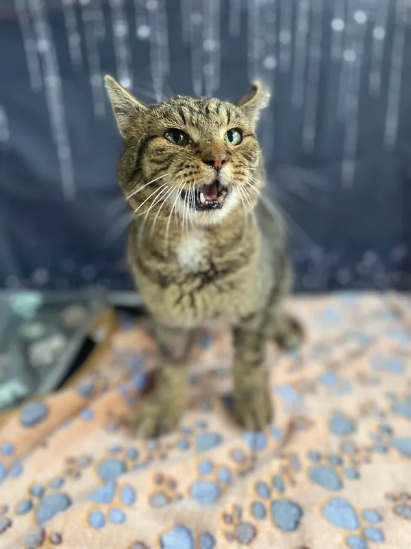 Kot do adopcji, Kielce, 4 marca 2024