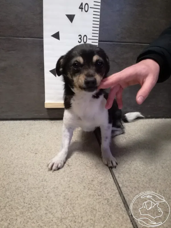 Pies do adopcji, Chełmek, 15 lutego 2024