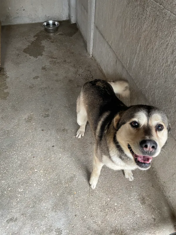 Pies do adopcji, Kielce, 4 marca 2024