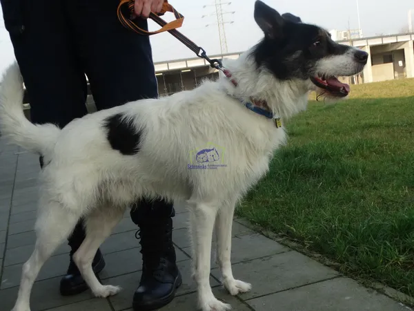 Znaleziono psa, Szczecin, 3 marca 2024 (1/2)