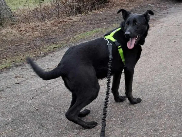 Pies do adopcji, Pawłowo, 4 marca 2024