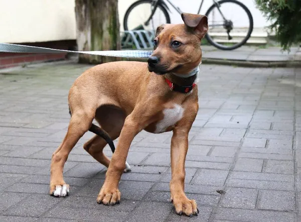 Znaleziono psa, Łódź, 4 marca 2024 (1/5)