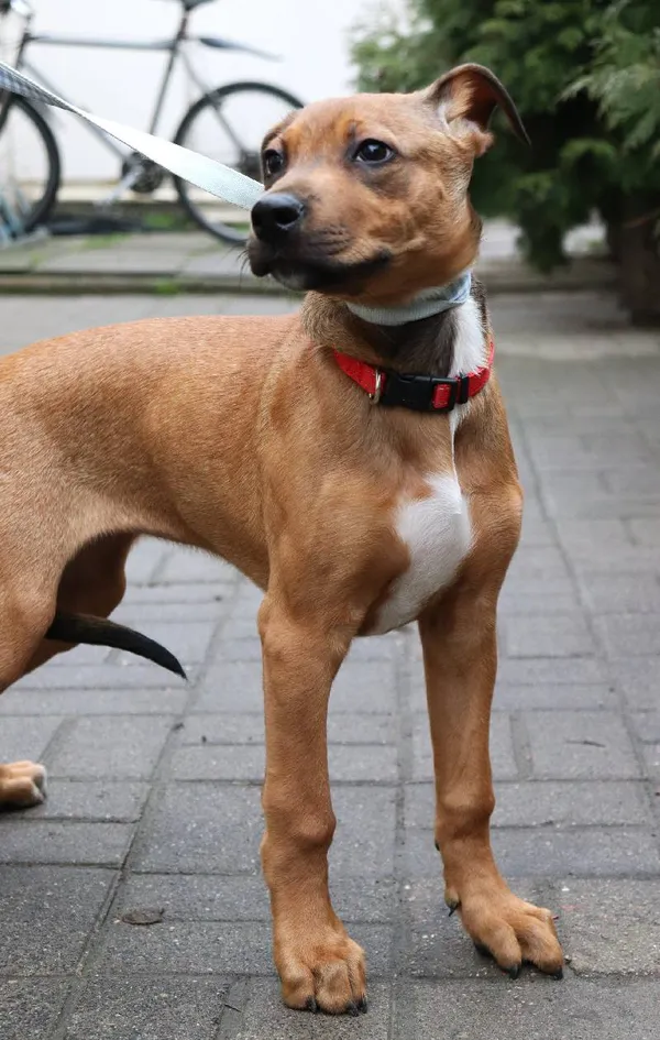 Znaleziono psa, Łódź, 4 marca 2024 (3/5)