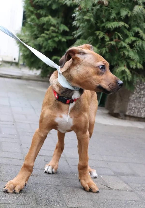 Znaleziono psa, Łódź, 4 marca 2024 (4/5)