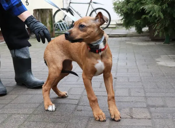 Znaleziono psa, Łódź, 4 marca 2024 (5/5)