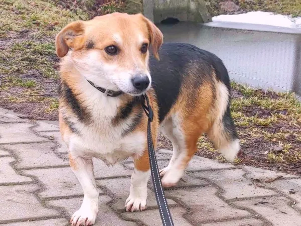 Pies do adopcji, Pawłowo, 4 marca 2024 (1/2)