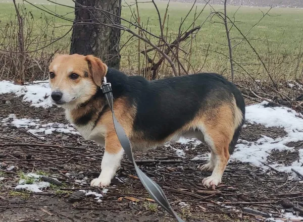 Pies do adopcji, Pawłowo, 4 marca 2024 (2/2)