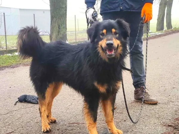 Pies do adopcji, Pawłowo, 4 marca 2024 (1/2)