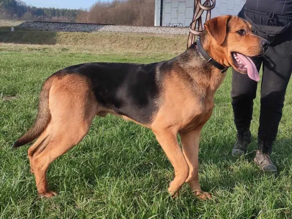 Pies do adopcji, Pawłowo, 4 marca 2024 (1/2)