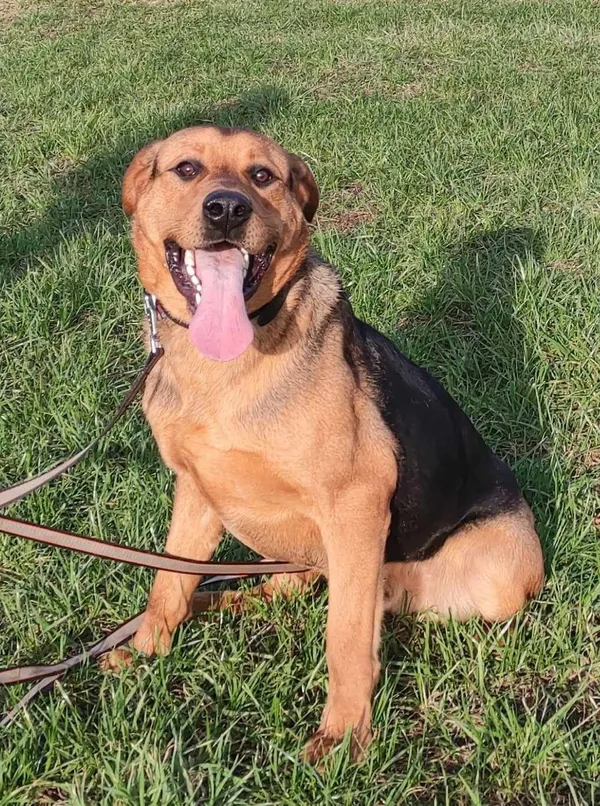 Pies do adopcji, Pawłowo, 4 marca 2024 (2/2)