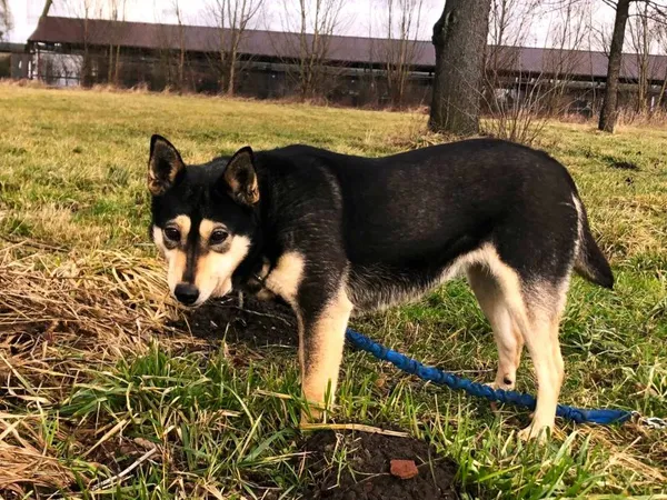 Pies do adopcji, Pawłowo, 4 marca 2024 (1/2)