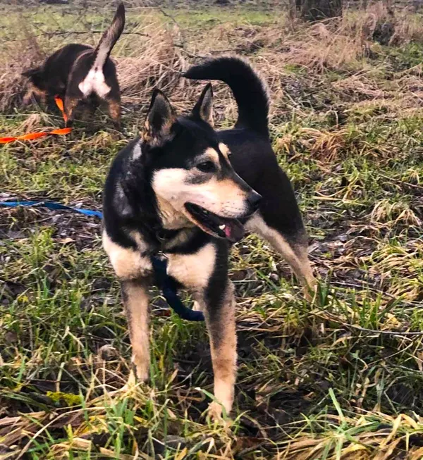 Pies do adopcji, Pawłowo, 4 marca 2024 (2/2)