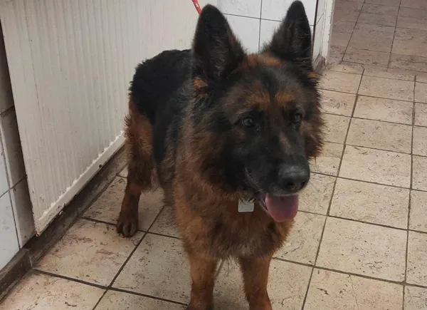 Znaleziono psa, Toruń, 1 marca 2024