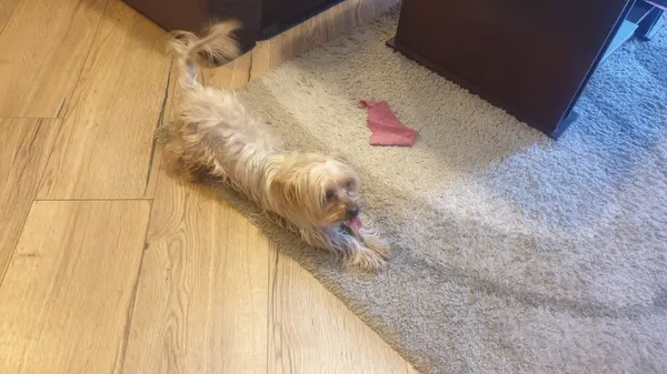 Zaginął pies, Łódź, 4 marca 2024