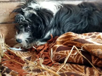 Zaginął pies, Łódź, 4 marca 2024