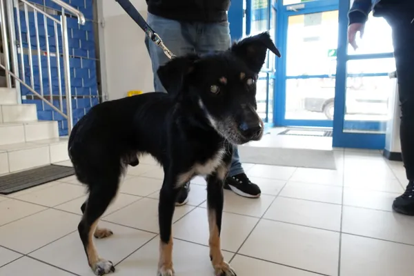 Znaleziono psa, Gdańsk, 4 marca 2024