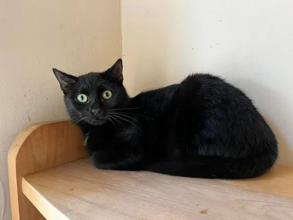 Kot do adopcji, Tychy, 25 stycznia 2024