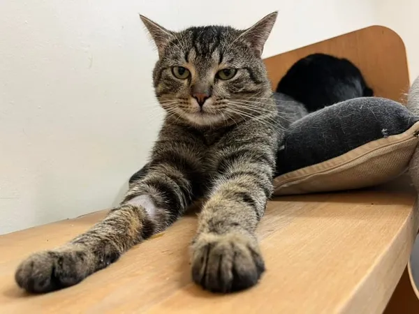 Kot do adopcji, Tychy, 22 stycznia 2024